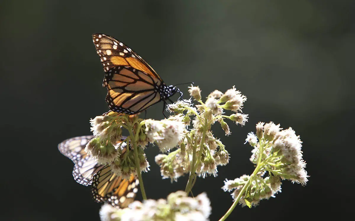 Mariposa monarca dejará de pasar por Tamaulipas  